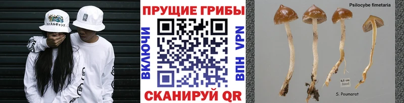 mega ONION  закладки  Новая Ладога  Галлюциногенные грибы прущие грибы 